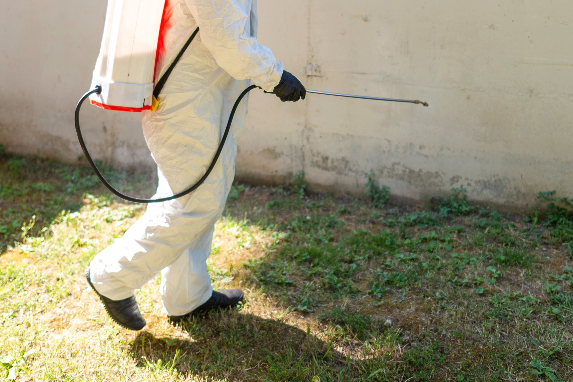 Man spraying insecticide on grass in lawn.